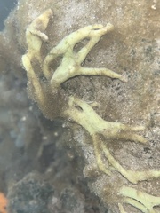 Halichondria bowerbanki