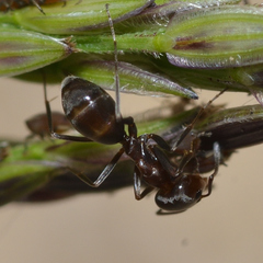 Dorymyrmex medeis