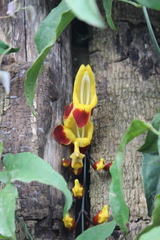 Thunbergia mysorensis