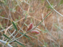 Astragalus karakugensis