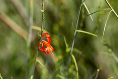 Anisacanthus linearis