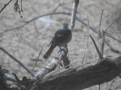 Phoenicurus auroreus