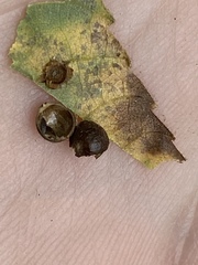 Caryomyia deflexipili