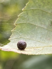 Caryomyia deflexipili