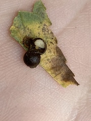 Caryomyia deflexipili