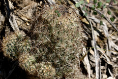 Echinomastus durangensis