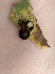 Caryomyia deflexipili