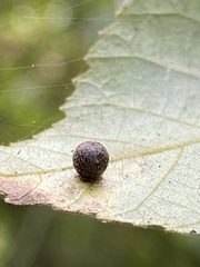 Caryomyia deflexipili