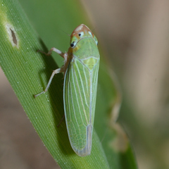 Xyphon flaviceps