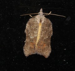 Acleris effractana