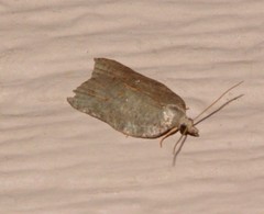 Acleris effractana