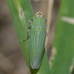 Xyphon flaviceps