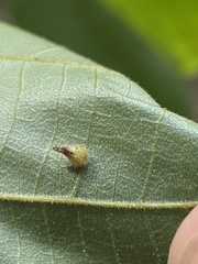 Caryomyia cucurbitata