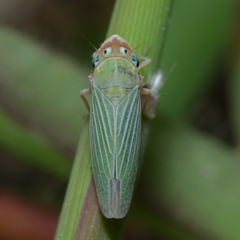 Xyphon flaviceps
