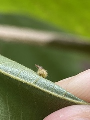 Caryomyia cucurbitata