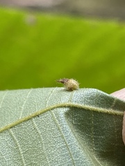 Caryomyia cucurbitata