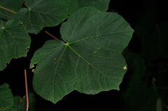 Acer opalus obtusatum