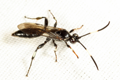 Cratichneumon sublatus