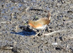 Laterallus melanophaius