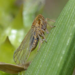 Metadelphax propinqua
