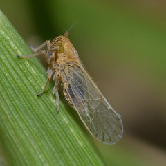 Metadelphax propinqua