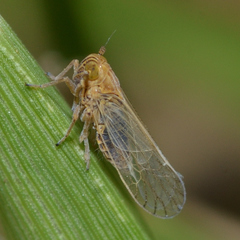 Metadelphax propinqua