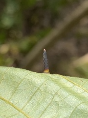 Caryomyia subulata