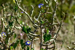 Ipomoea cardiophylla