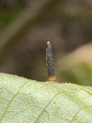 Caryomyia subulata