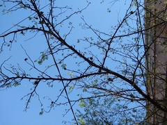 Chloroleucon tenuiflorum