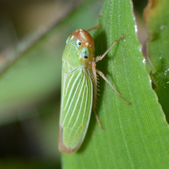 Xyphon flaviceps