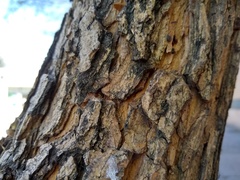 Chloroleucon tenuiflorum