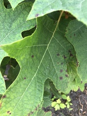 Cercospora hydrangeae