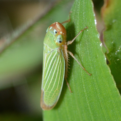 Xyphon flaviceps