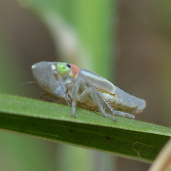 Xyphon flaviceps