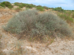 Convolvulus erinaceus