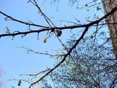 Chloroleucon tenuiflorum