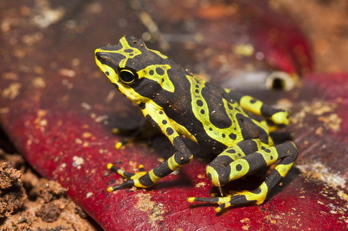 Harlequin frog, Atelopus spurrelli