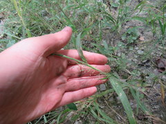 Panicum philadelphicum