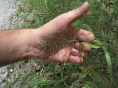 Panicum philadelphicum