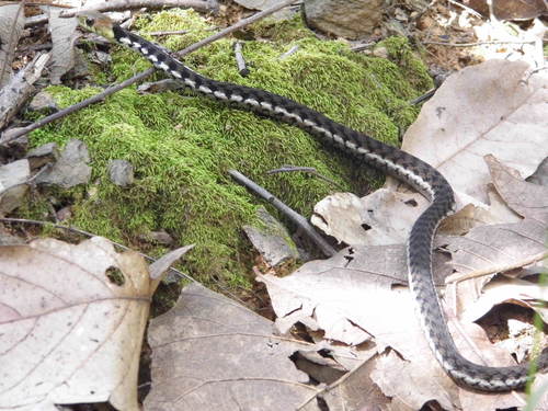 Thamnophis chrysocephalus