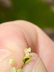 Caryomyia flaticrustum