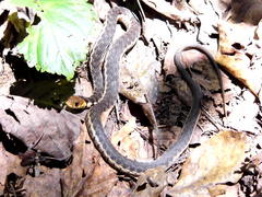 Thamnophis chrysocephalus