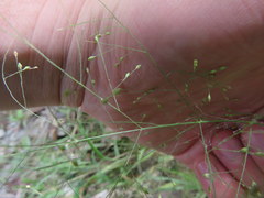 Panicum philadelphicum
