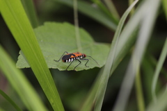Dysdercus transversalis