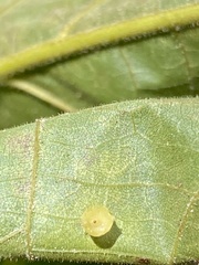 Caryomyia flaticrustum