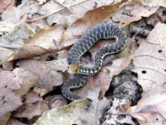 Thamnophis chrysocephalus