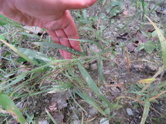 Panicum philadelphicum