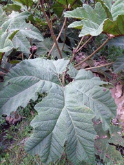 Gunnera tinctoria