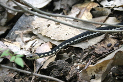 Thamnophis chrysocephalus